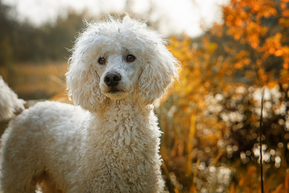 What dogs don't shed hair: Poodles ( Standard, Miniature, and Toy)