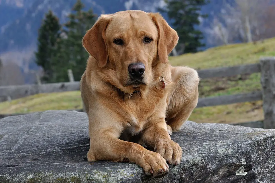 Labrador sitting on a rock. Labrador Puppy Training