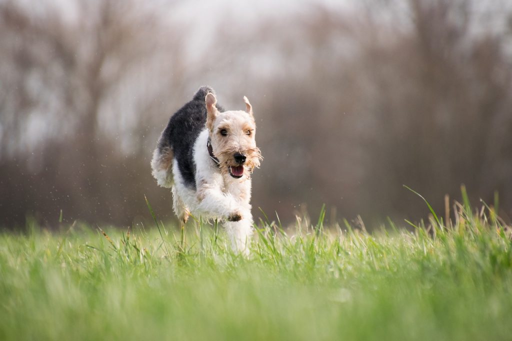 Why Do Dogs Eat Grass, Should You be Worried? |