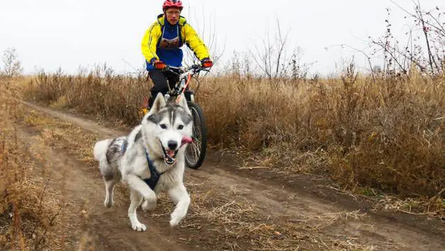 How to Mountain Bike with A Dog Easily in Simple Steps |