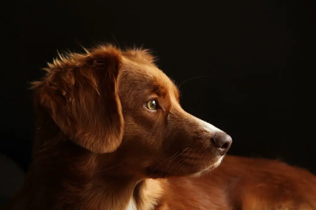 Can Dogs Smell Fear in People and Animals? |