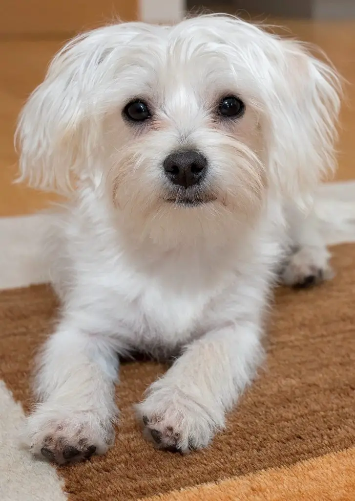 What dogs don't shed hair- Maltese Terrier dog