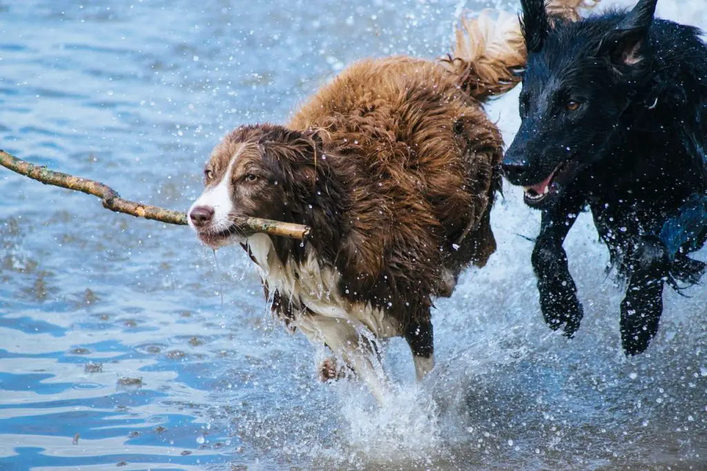 Two dogs enjoying water