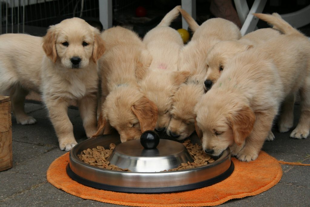 What to Consider as Balanced Homemade Dog Food? |