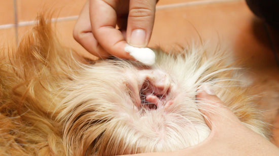 How to clean dog ears with hydrogen peroxide