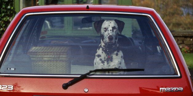 How to Travel with A Dog: The Best Practices |
