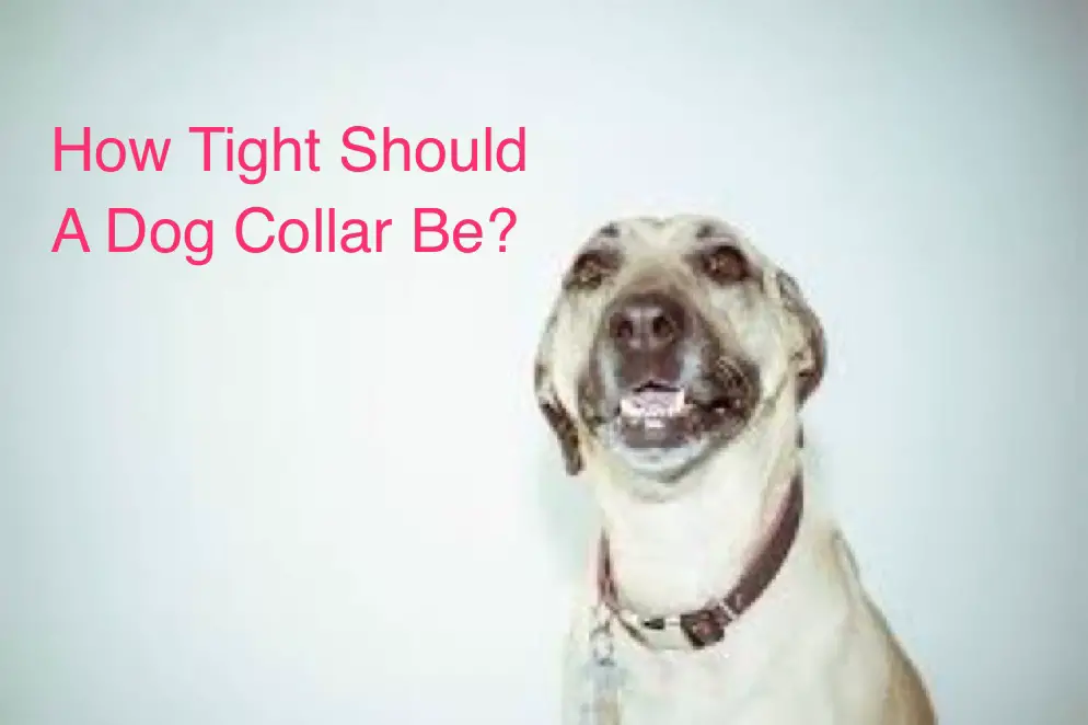 How Tight Should A Dog Collar Be?