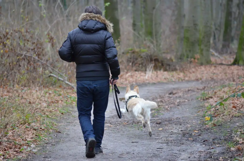a man with a leashed dog- How to Train a Puppy to Walk on a Leash