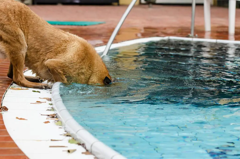 Splish Splash! Know how to Teach A Dog to Swim |