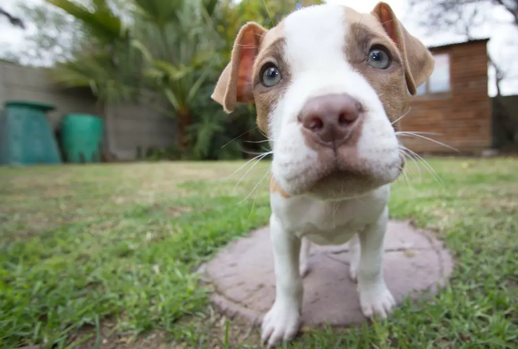 Pitbull In The House: How to Potty Train A Pitbull Puppy? |