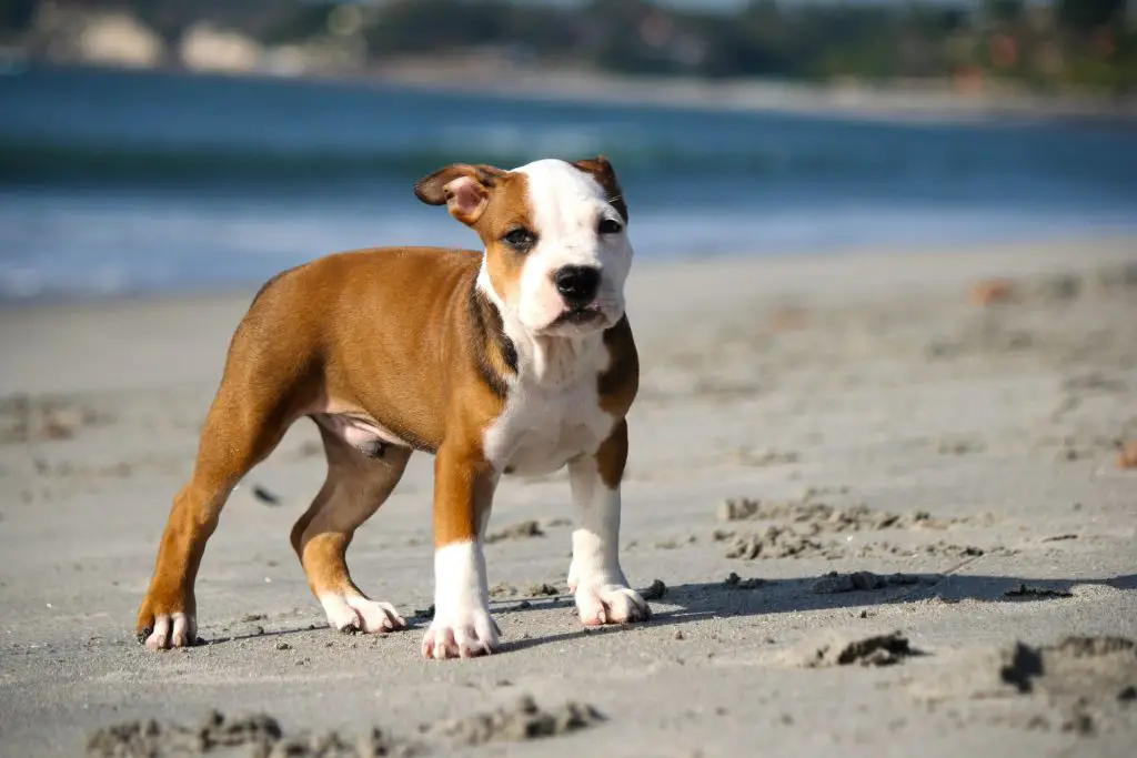 Pitbull In The House: How to Potty Train A Pitbull Puppy? |