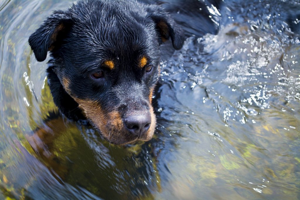 a puppy swimming- how to teach a dog to swim
