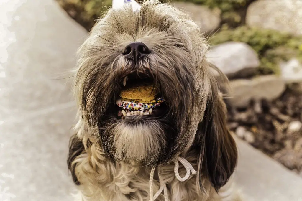 a dog with cookie in mouth- homemade dog food