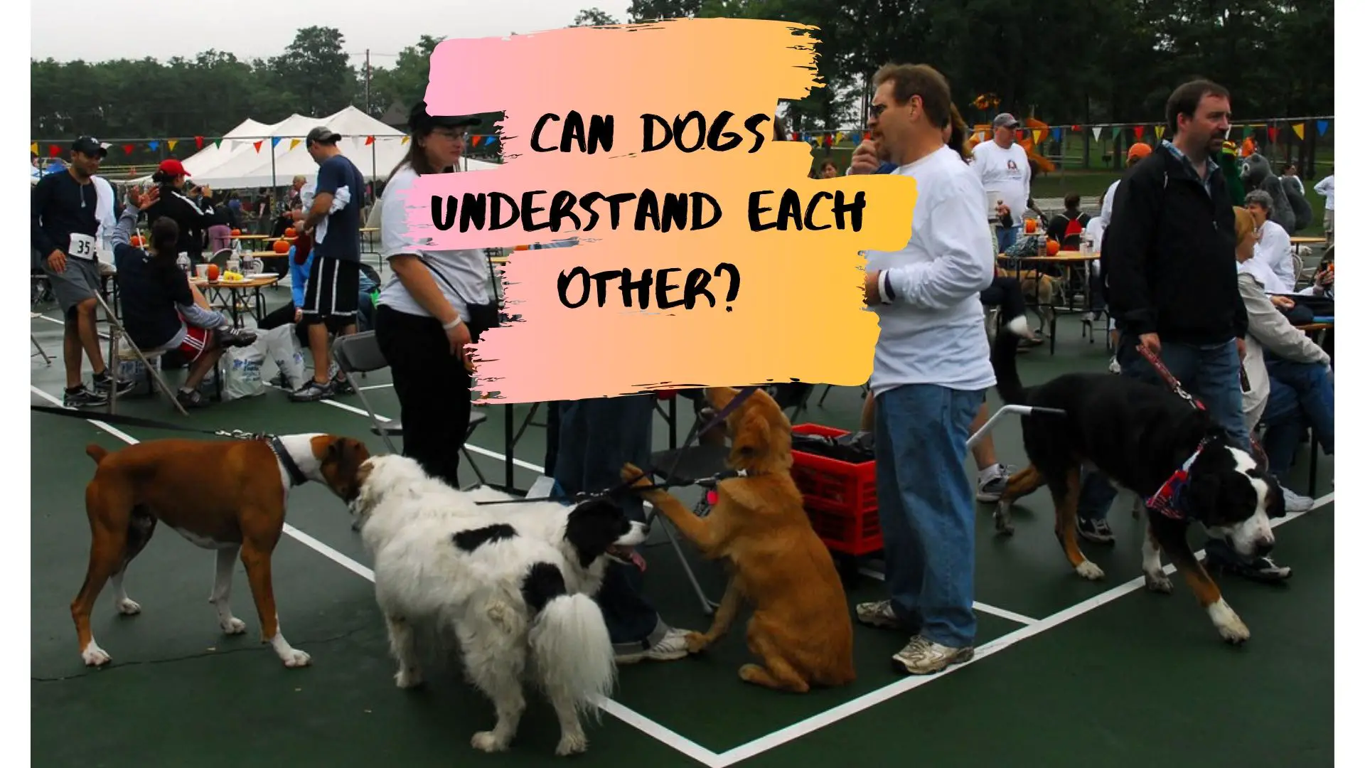 Can Dogs Understand Each Other?