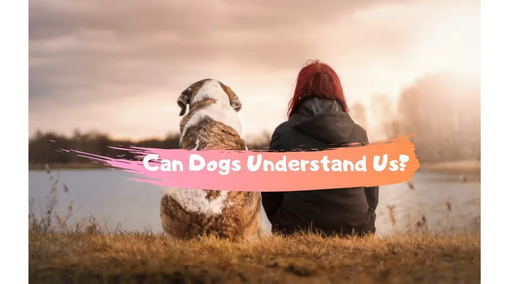 Can dogs understand us