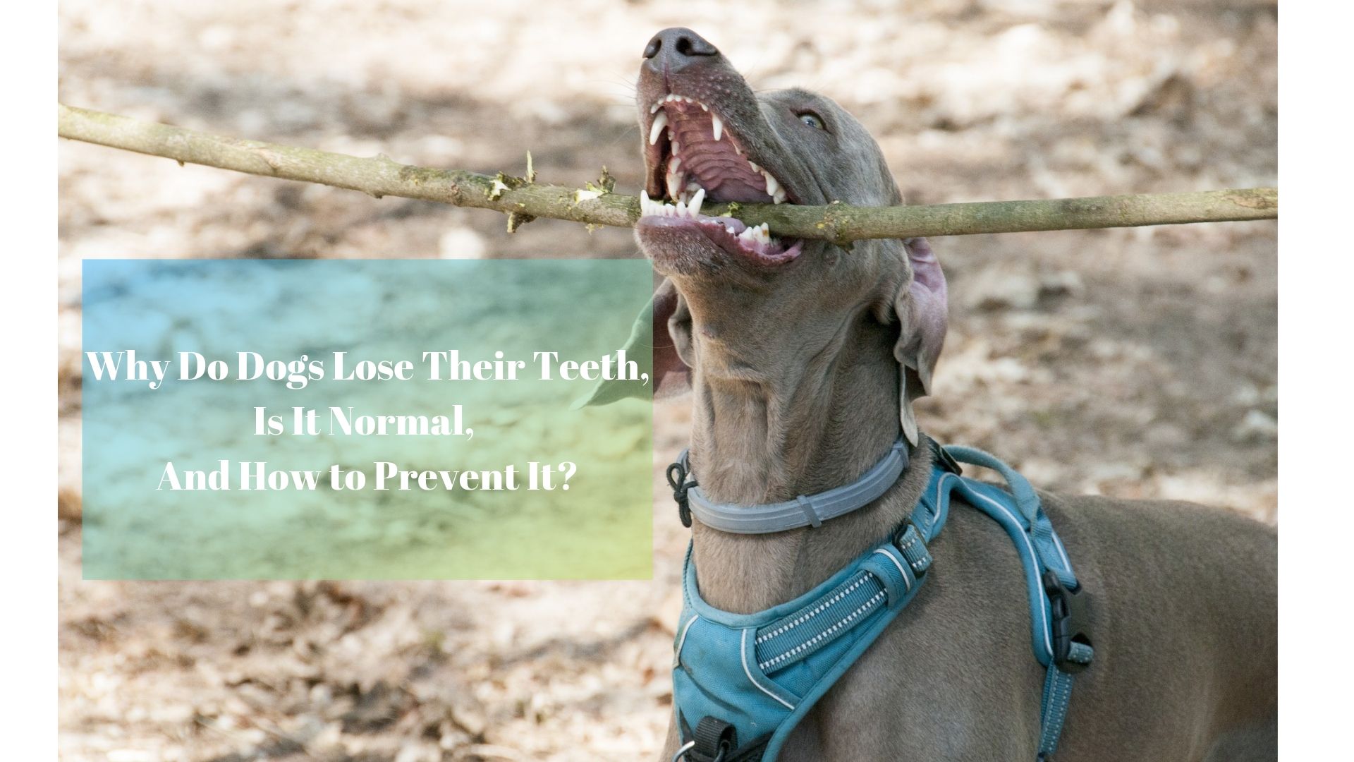 dog tooth loss