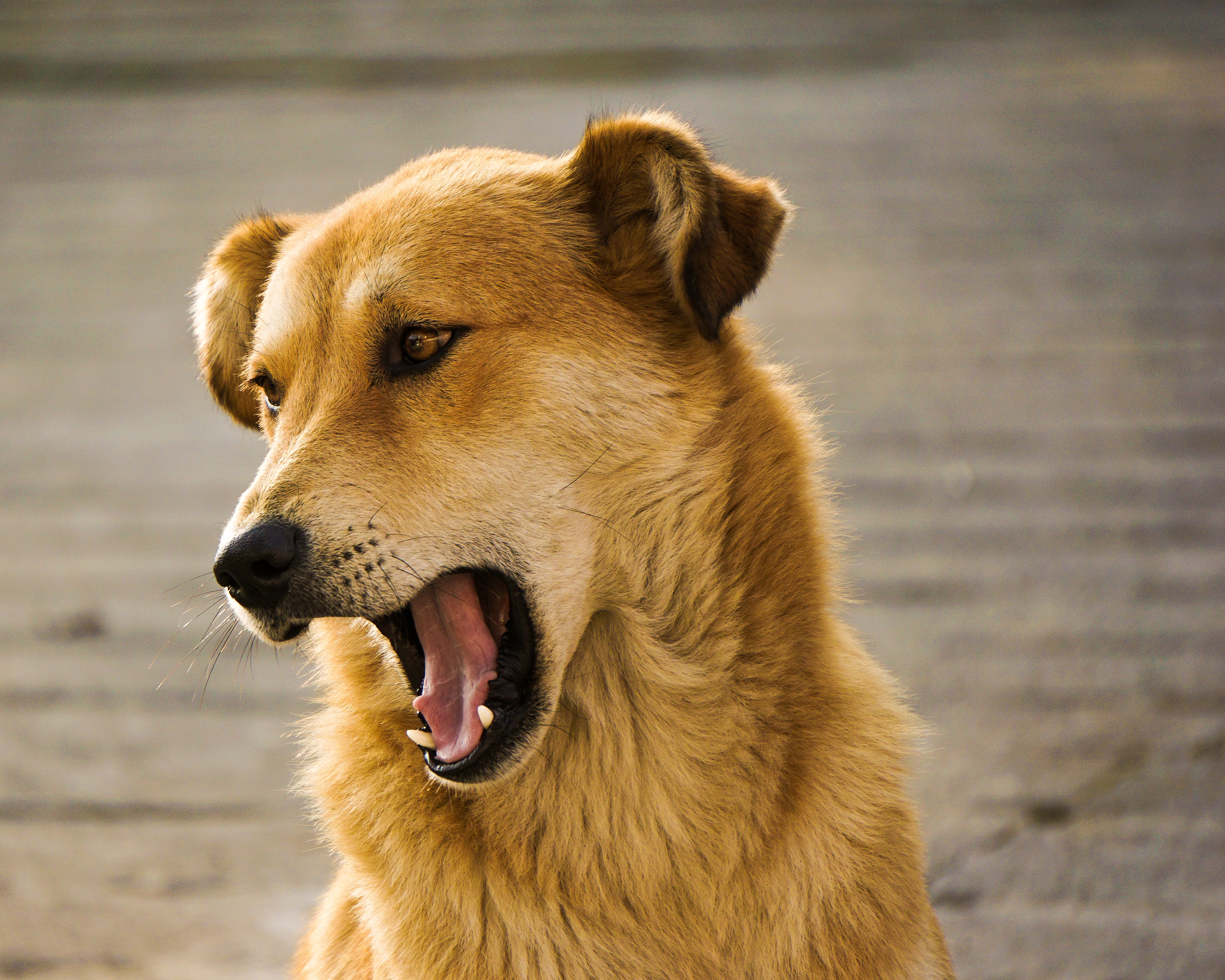 Why Do Dogs Sneeze? There a lot to Know From a Sneeze! |