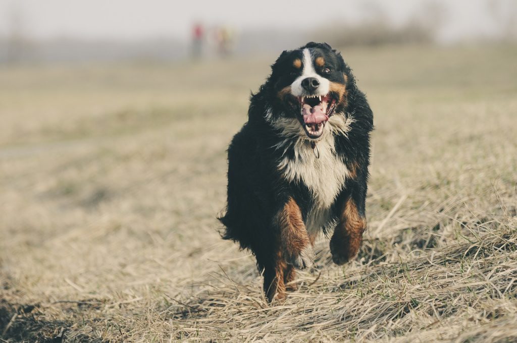 Why Dogs Get Excited when You Take Their Collar Off​?