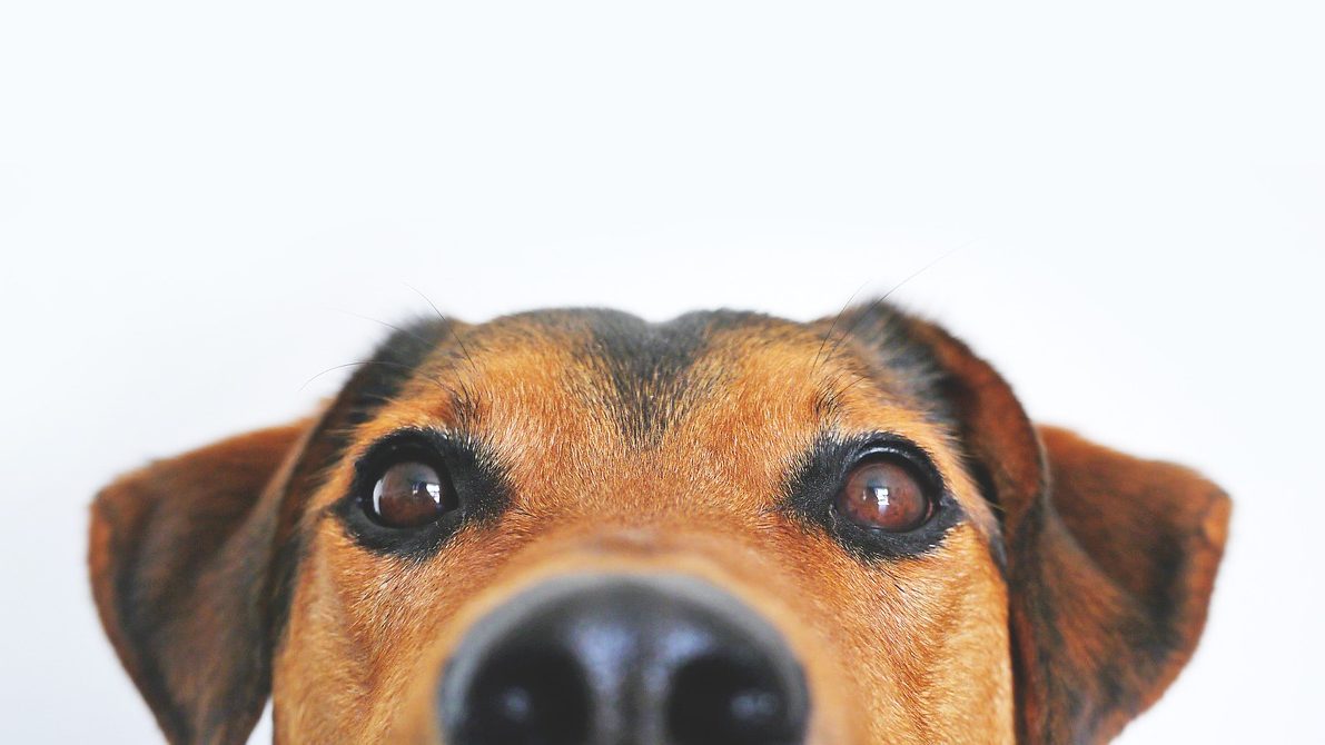 Can Dogs See Ghosts? |