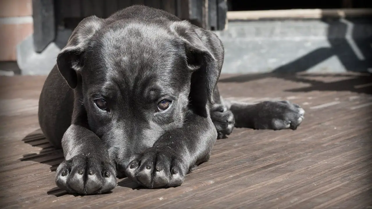 How to Train a Dog in an Apartment to Not Pee? |