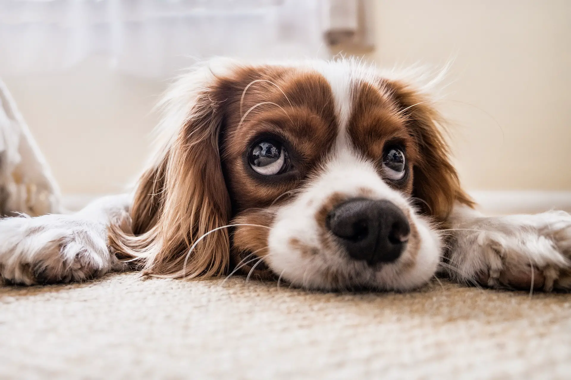 What to Give To a Constipated Dog? |
