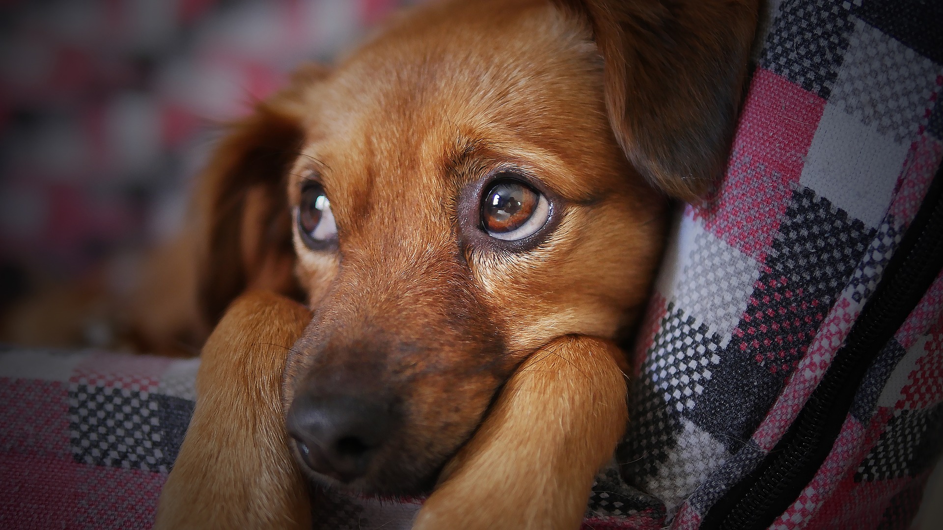 Can Dogs Take Pain Meds? How to Deal With a Dog's Pain |