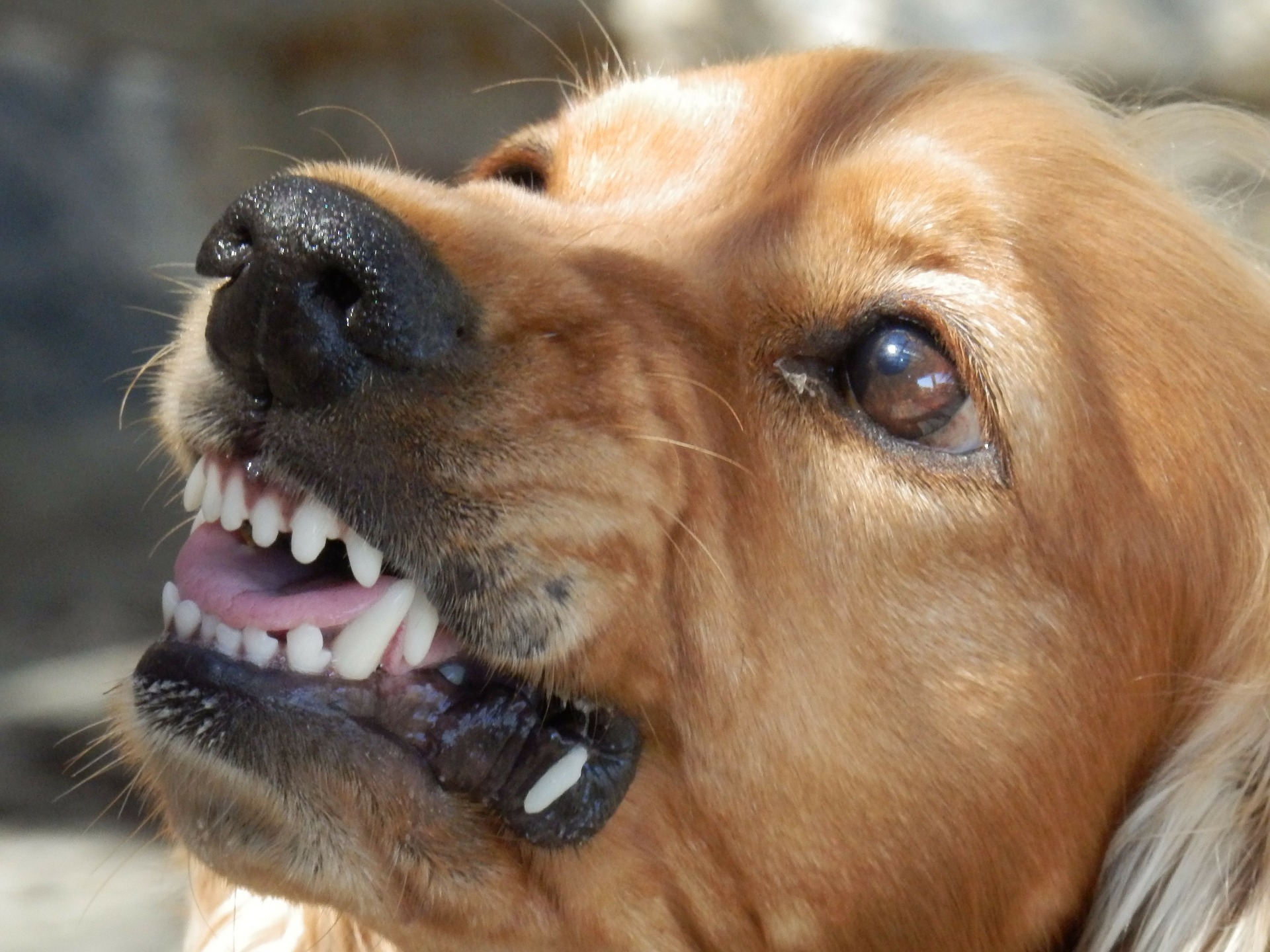 Can Adult Dogs Regrow Teeth? Is It Possible? |