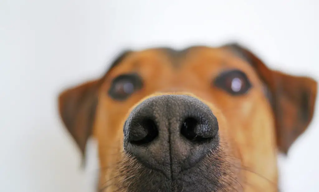 Can Dogs Sense Danger Before It Occurs? |