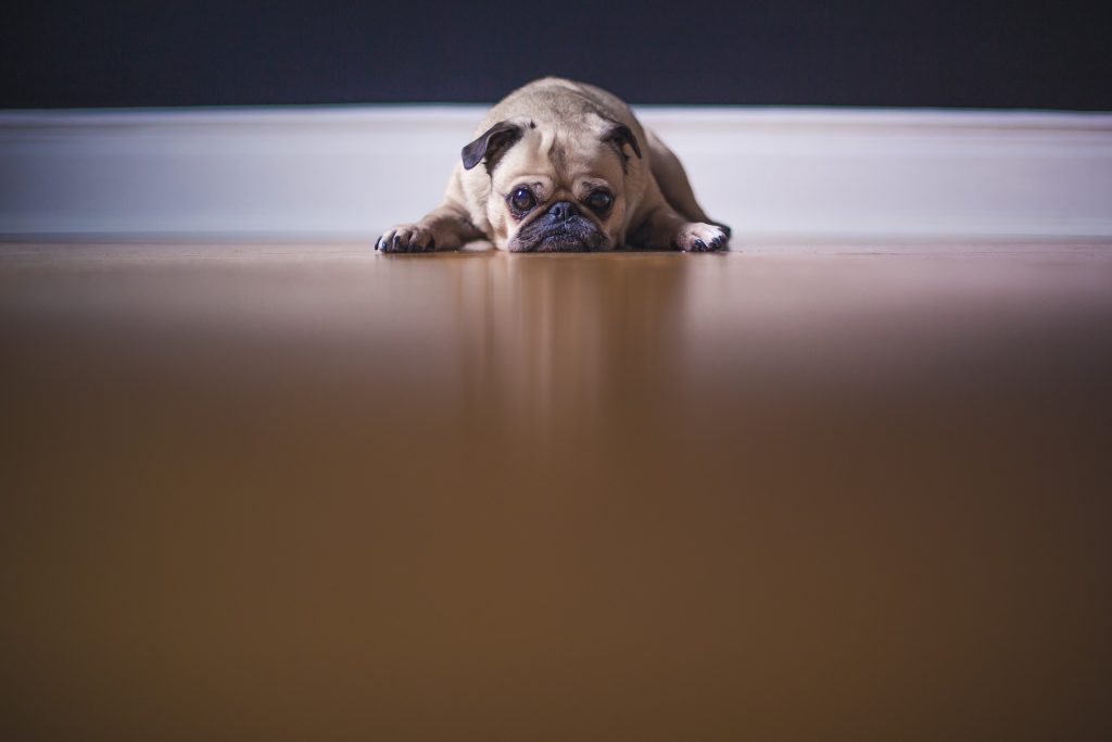 a Pug sleeping on the floor-Can Dogs Take Pain Meds