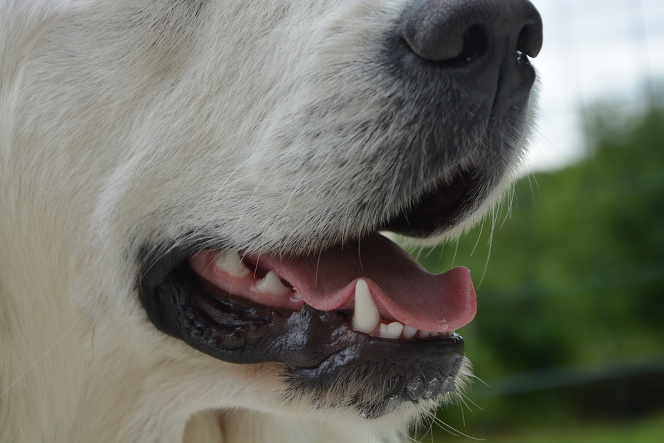 Why Do Dogs Lose Their Teeth And How to Prevent It? |