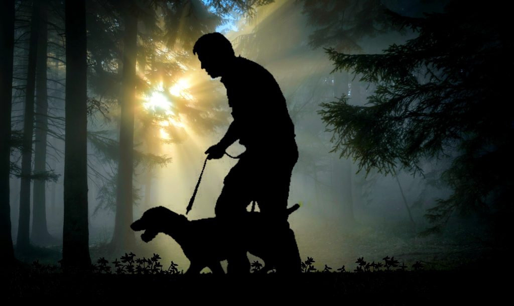 Can Dogs See In The Dark? |