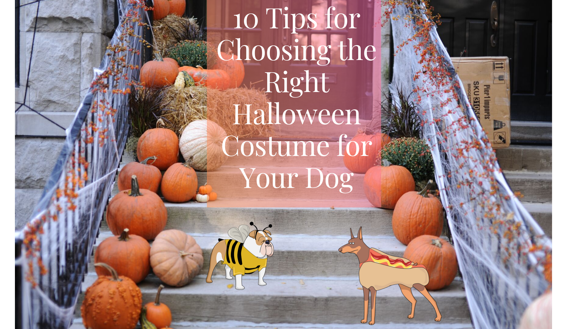 10 Tips for Choosing the Right Halloween Costume for Your Dog