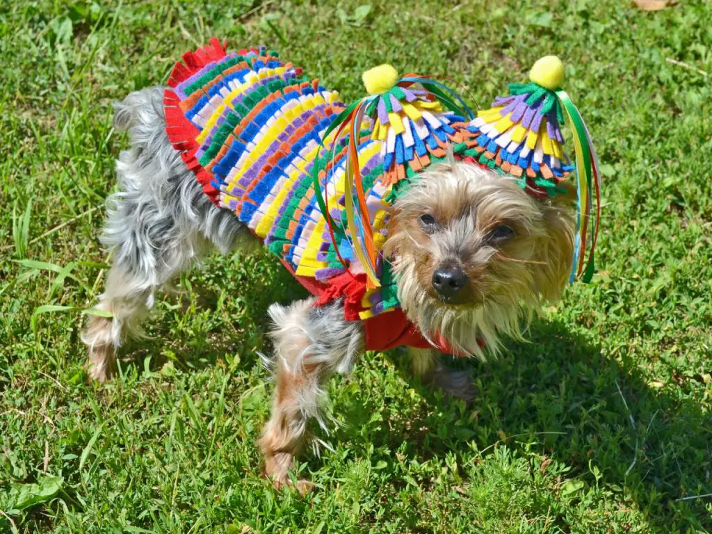 30 DIY Halloween pet costumes- Piñata dog costume 