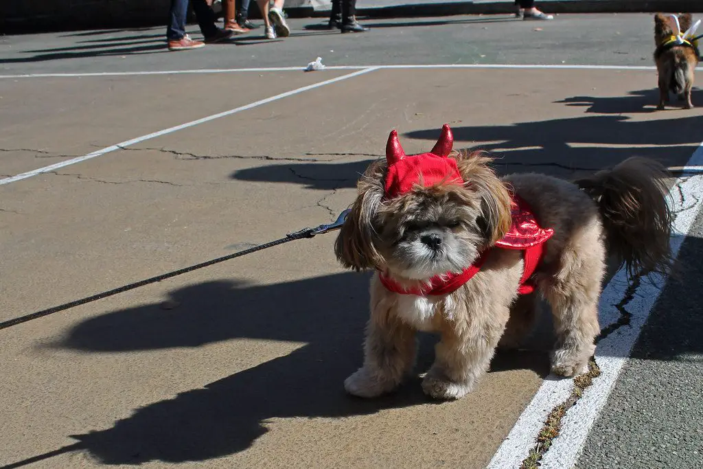 30 DIY Halloween pet costumes- A demon dog costume