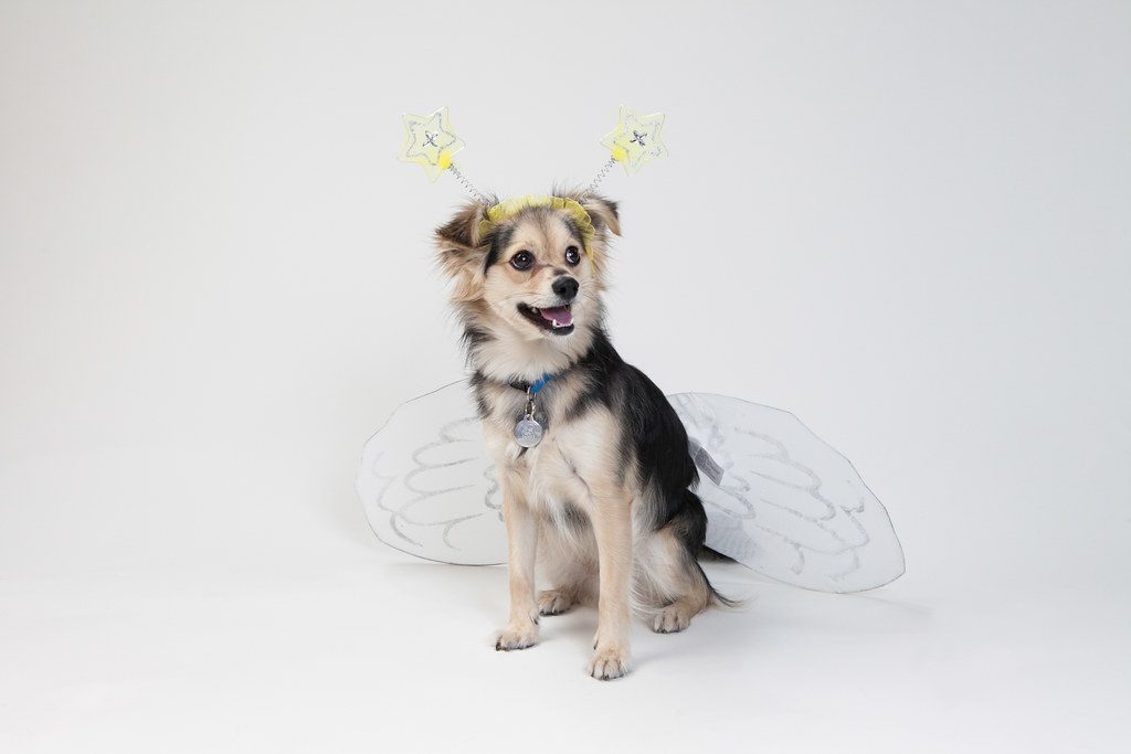 30 DIY Halloween pet costumes- Fairy dog costume