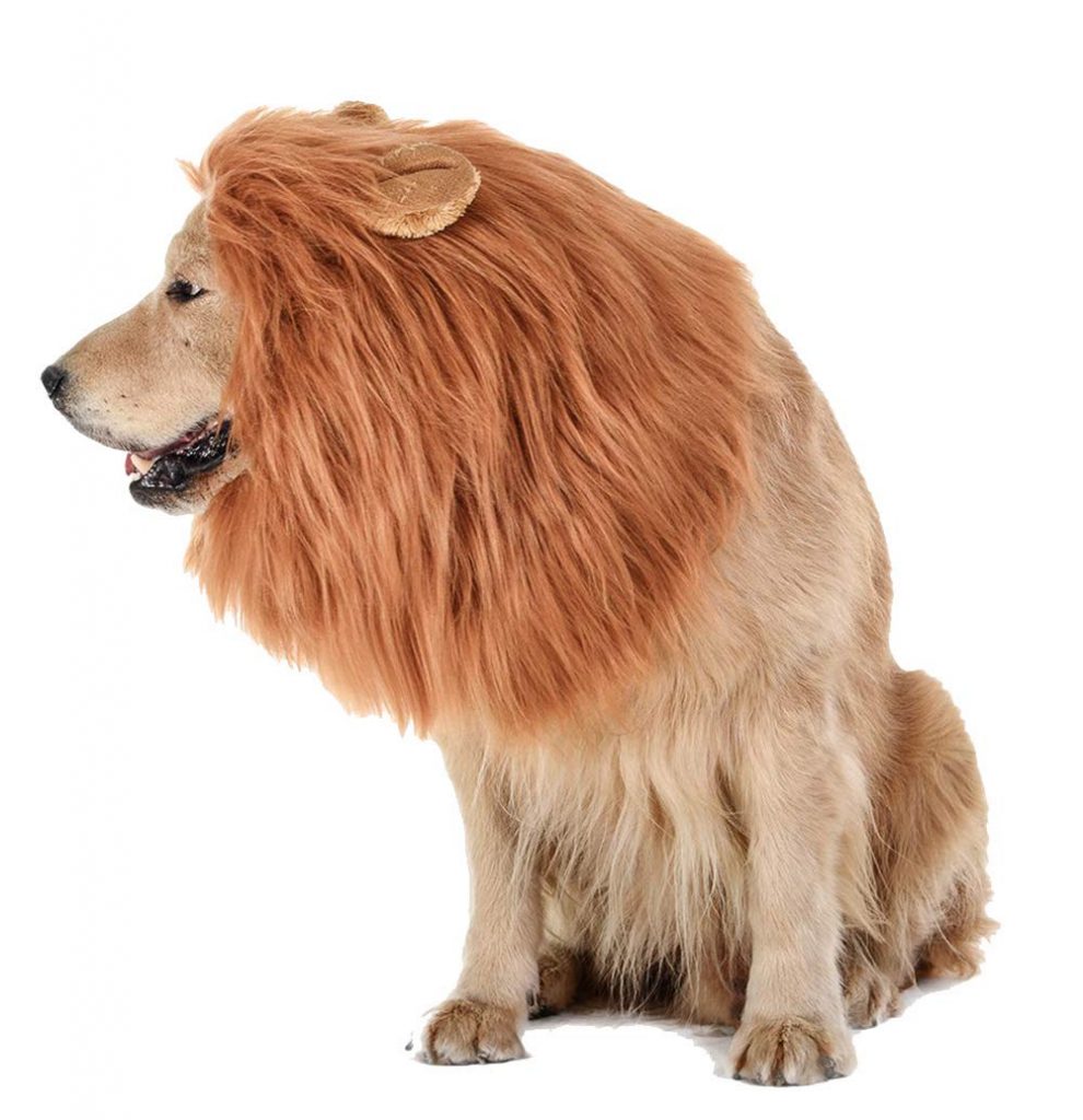 What to Do with Your Dog on Halloween- A dog wearing a lion costume