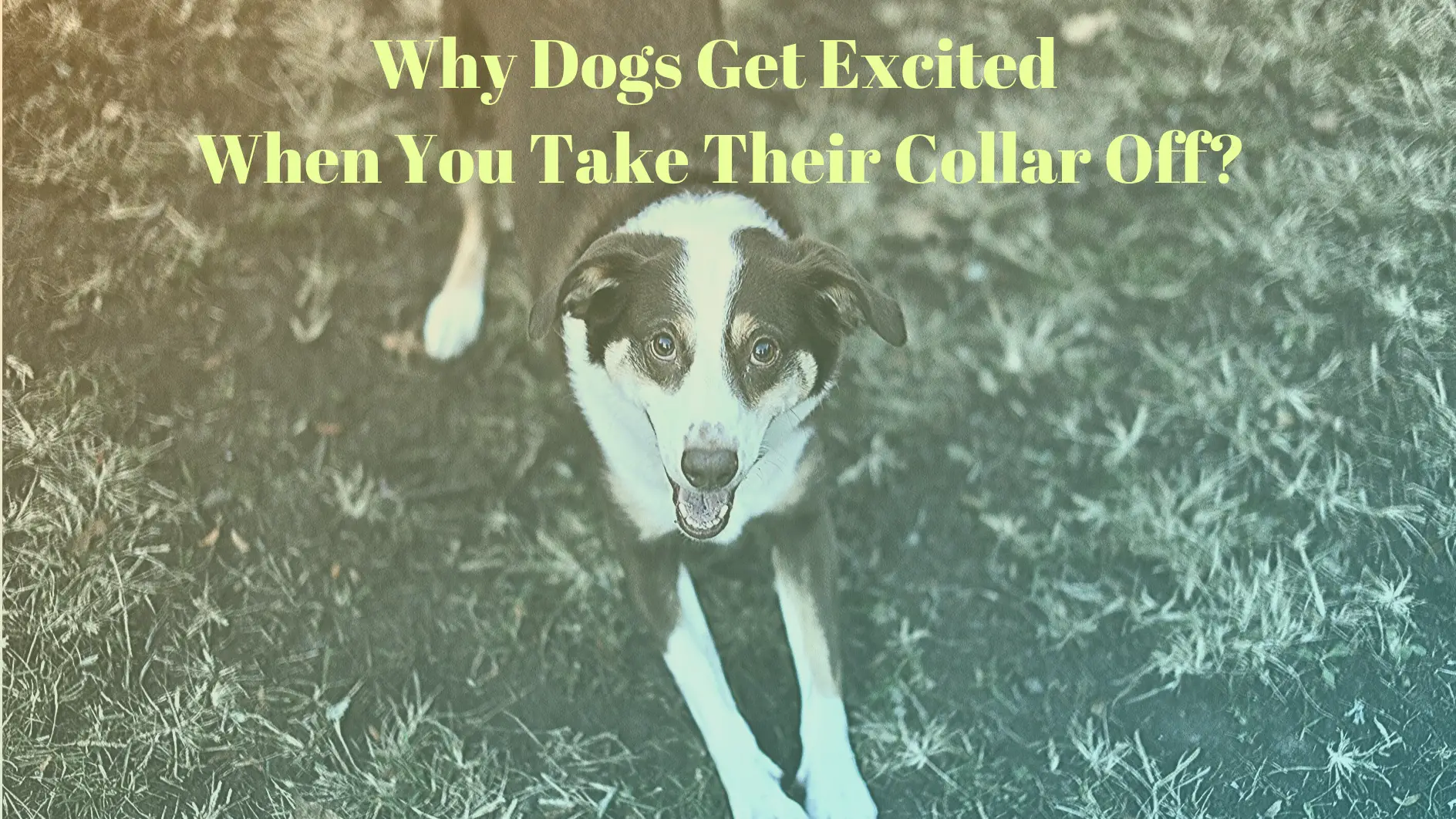 Why Dogs Get Excited When You Take Their Collar Off​? |
