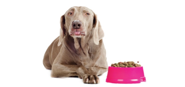 Is It Safe For Dogs to Drink Milk? |