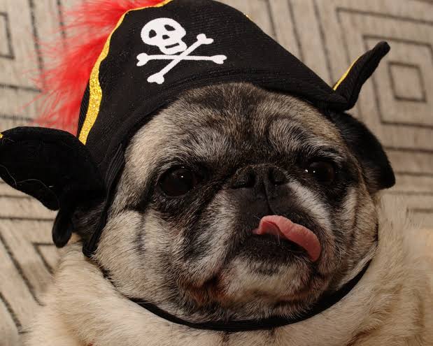 30 DIY Halloween pet costumes- A pirate dog costume