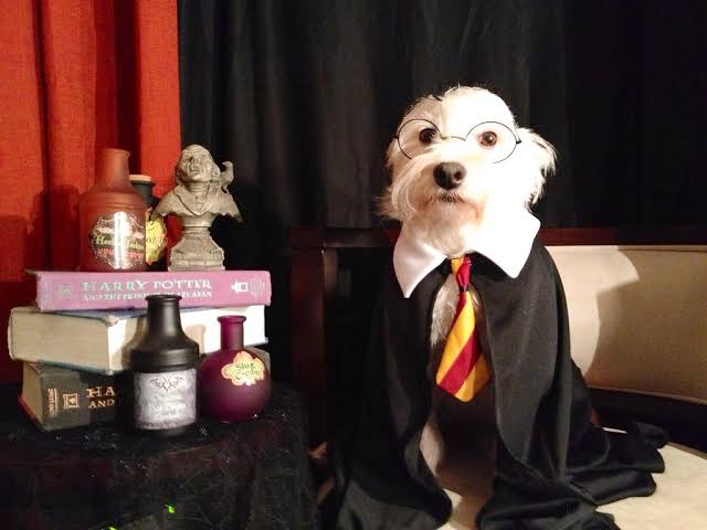 30 DIY Halloween pet costumes- Harry Potter dog costume