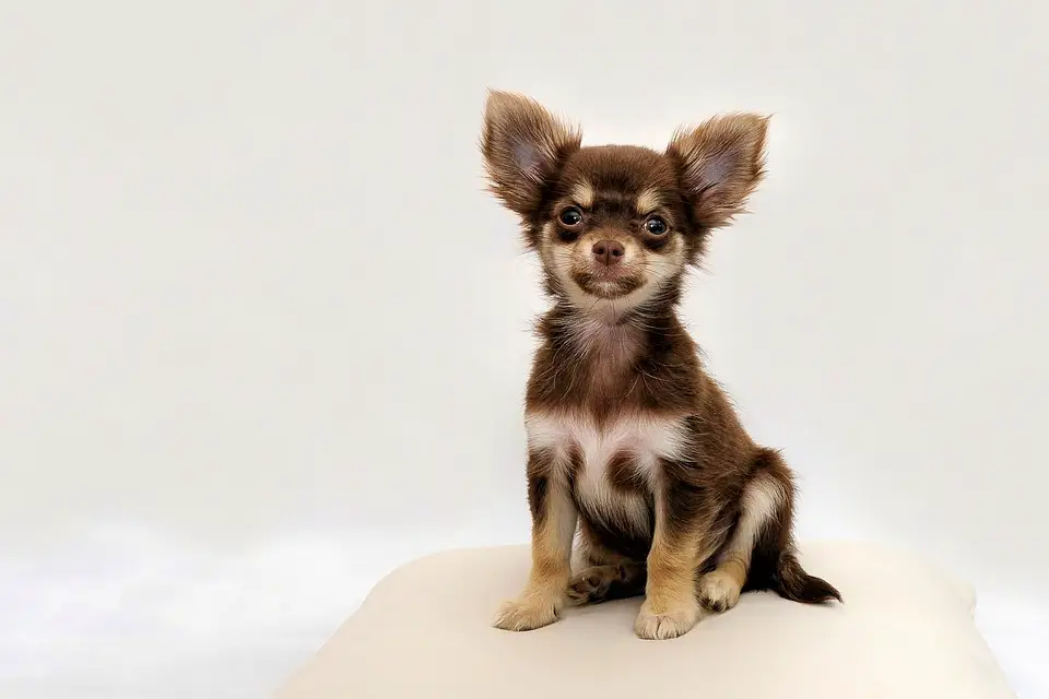 A cute Chihuahua 