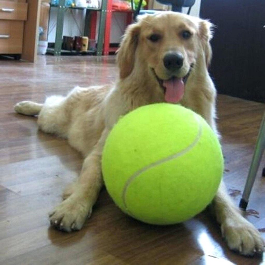 Top 5 Best Dog Balls That Your Dog Can't Get Enough Of |