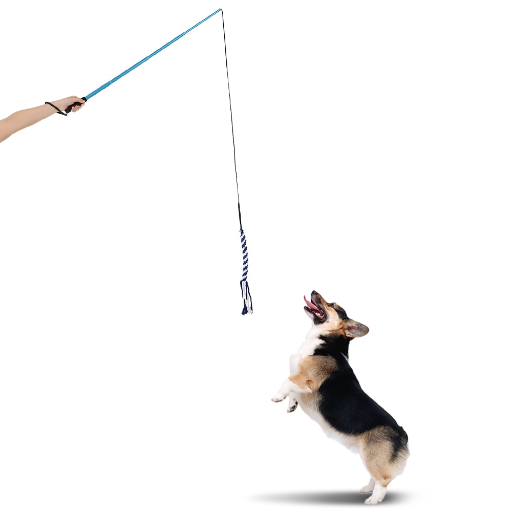 Top 5 Rope Toys for Dogs Who Really Want to Play |