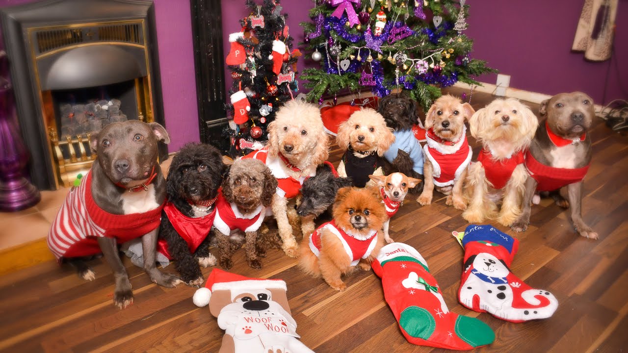 Top 10 Fun Ways to Celebrate Christmas with Your Dog | Glamorous Dogs