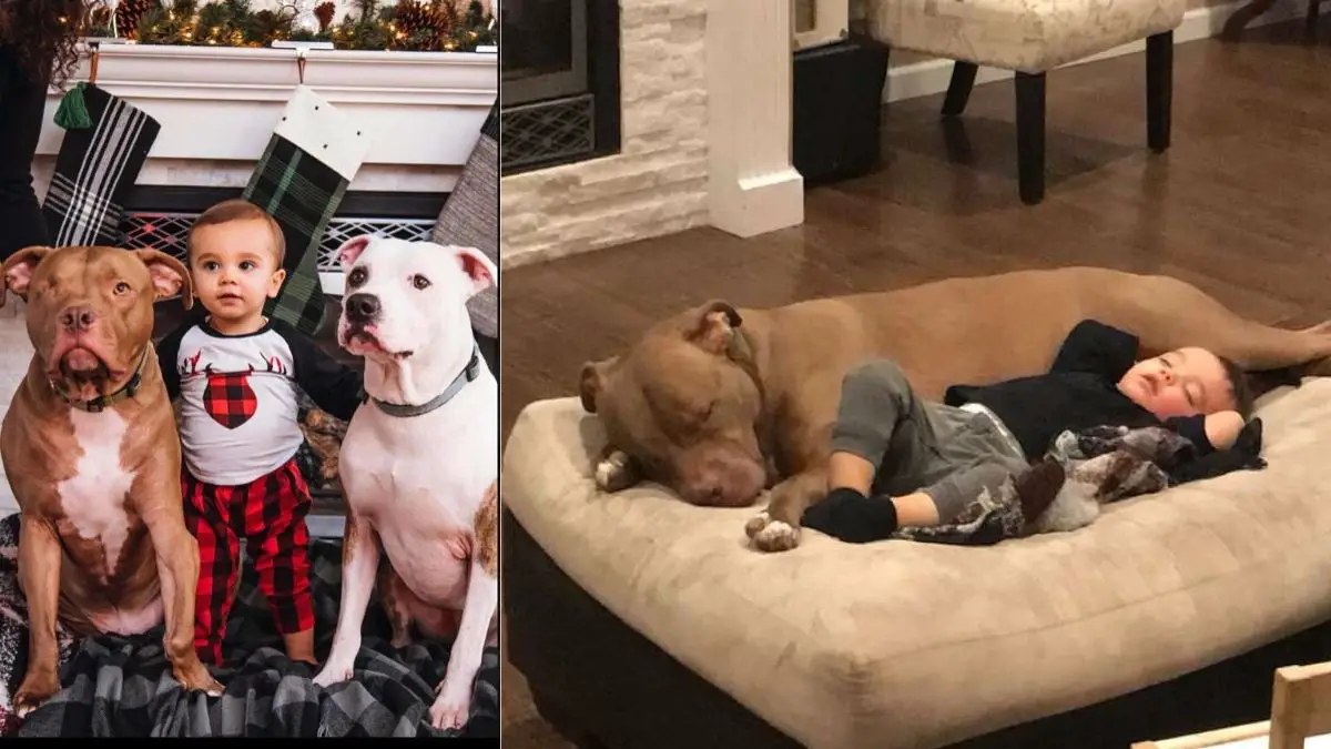 When This Boy Got Really Sick, He Wanted Only His Rescue Dog By His Side |