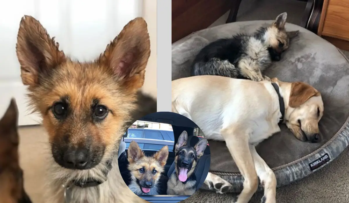 This GSD Will Look Like a Tiny Puppy Forever Due to A Rare Condition |