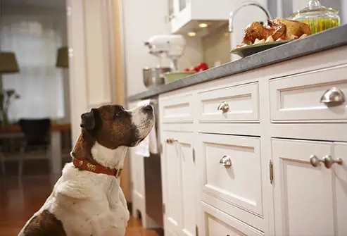 Can Dogs or Cats Eat Thanksgiving Turkey Without Any Problems? |