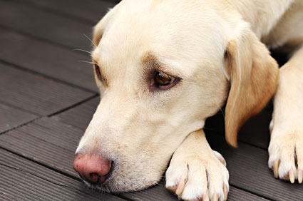 Do Dogs Know They Are Dying and What to Do About it? |