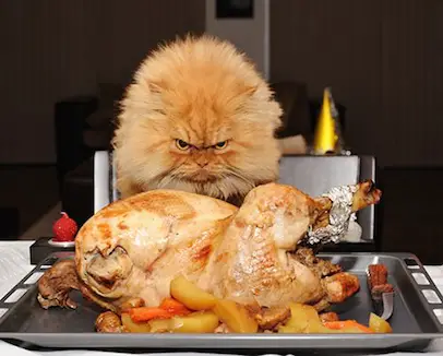 Can Dogs or Cats Eat Thanksgiving Turkey Without Any Problems? |