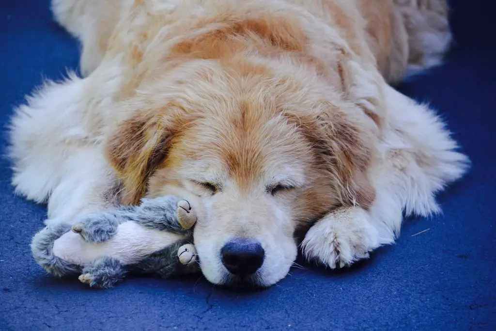 Do Dogs Know They Are Dying and What to Do About it? |